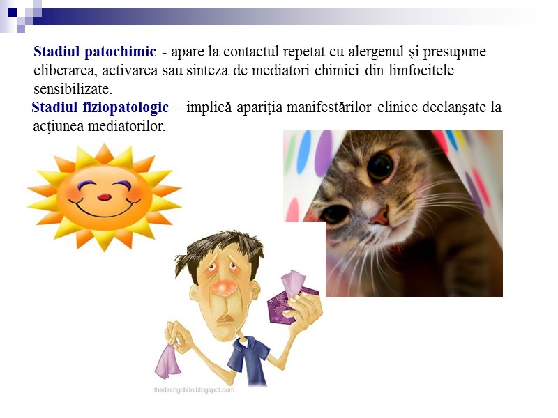 Stadiul patochimic - apare la contactul repetat cu alergenul şi presupune eliberarea, activarea sau